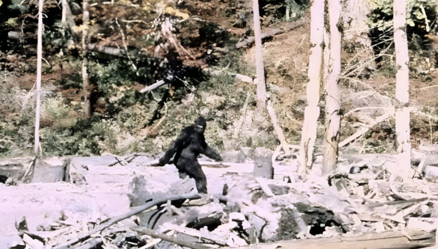 Breaking: er zijn gestabiliseerde beelden van Bigfoot!