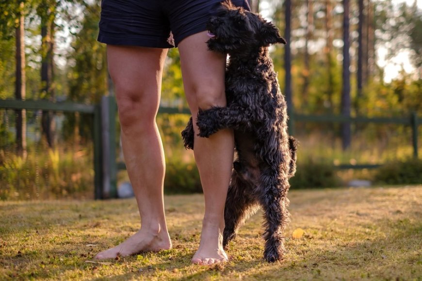 Vertoont je hond dit gedrag? Dan gaat je partner misschien vreemd, aldus onderzoek